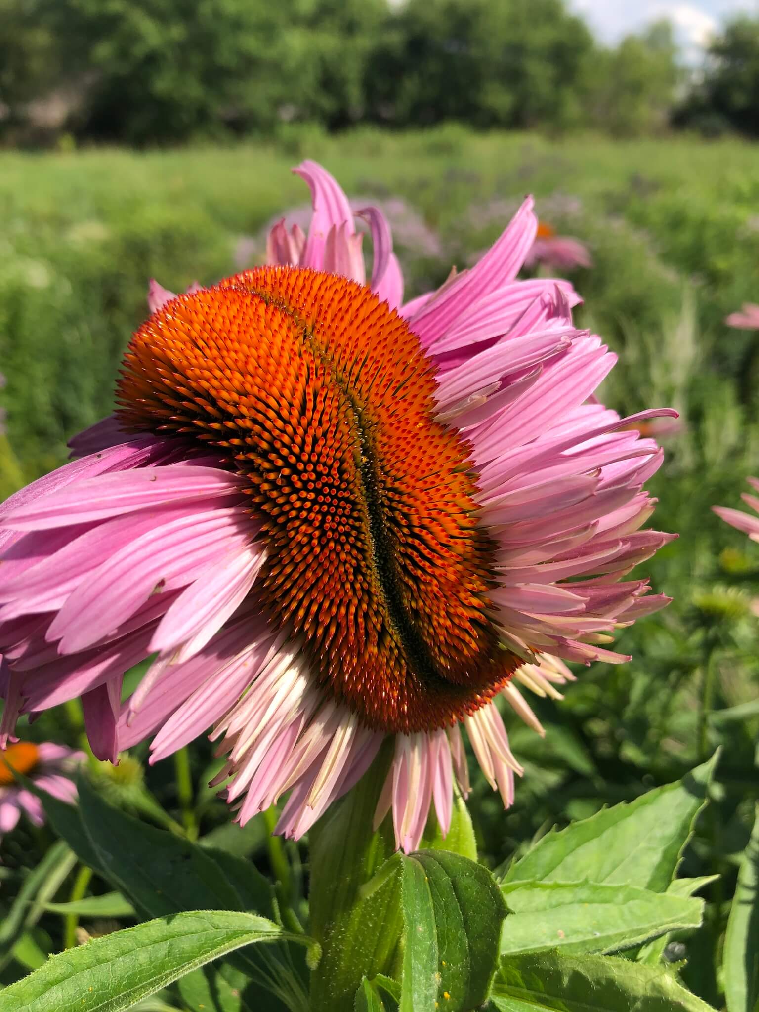 Echinacea purpurea